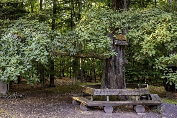 Large tree with wooden bench, nestled in the shady forest, offers a quiet place to relax, The Riesenecke hunting complex in the Saale Holzland district in Thuringia