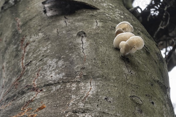 Ringed beech mucida (Oudemansiella mucida), Emsland, Lower Saxony, Germany