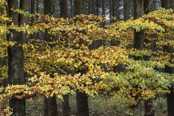 Beech forest (Fagus sylvatica) in autumn leaves, Emsland, Lower Saxony, Germany