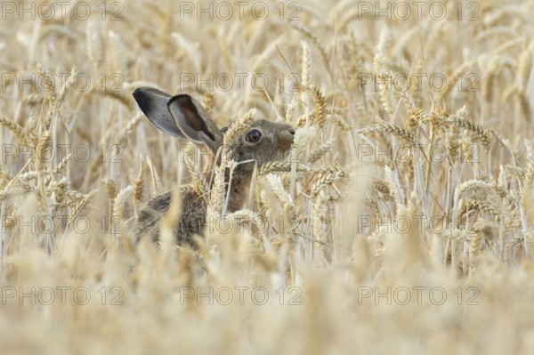 European brown hare (Lepus europaeus) adult animal feeding on a wheat sheath in a farmland field in summer, England, United Kingdom