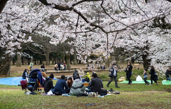 People picnicking under cherry blossoms in Yoyogi Park, Hanami Festival, Shibuya District, Tokyo, Japan