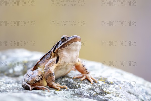 Common frog (Rana temporaria) sitting on stone, Lower Austria, Austria