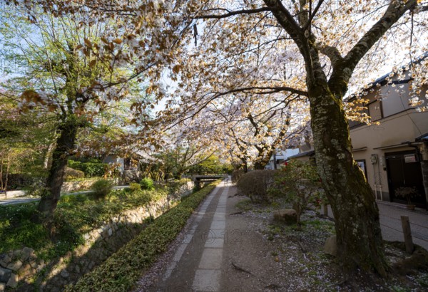 Footpath along a canal, cherry blossoms in spring, Philosopher's Path or Tetsugaku no michi, Kyoto, Japan