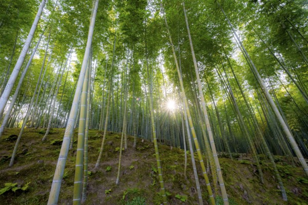 Towering bamboo stems in Arashiyama bamboo forest, with sun star, Kyoto, Japan