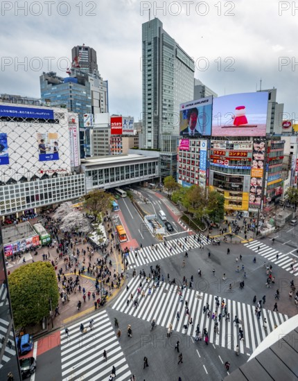 Modern houses with colorful neon signs and large road intersection, Shibuya Crossing from above, crowd at crossroads with crosswalks, Shibuya, Tokyo, Japan
