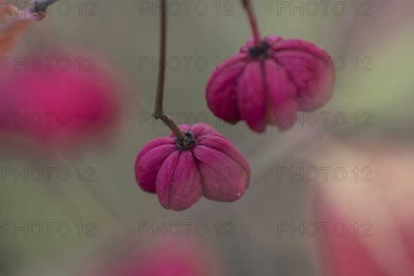 Common spindle bush (Euonymus europaeus), fruits, Emsland, Lower Saxony, Germany