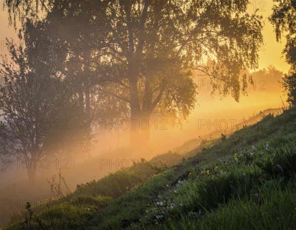A misty field at sunrise with soft light illuminating trees and greenery, creating a serene atmosphere, spring or summer landscape, morning and the first sun lights at sunrise in fog, clear sky, idyllic nature with calm atmosphere, trees on hills, foggy river with mist, AI generated