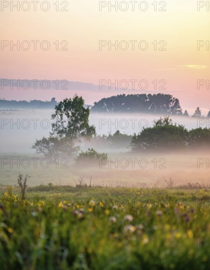 A misty field at sunrise with soft light illuminating trees and greenery, creating a serene atmosphere, spring or summer landscape, morning and the first sun lights at sunrise in fog, clear sky, idyllic nature with calm atmosphere, trees on hills, foggy river with mist, AI generated