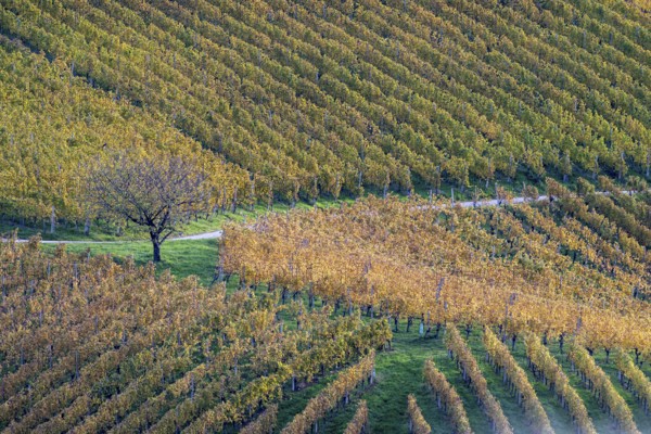 Typical landscape in autumn with vineyards, South Styrian hills, South Styrian wine route, Styria, Austria