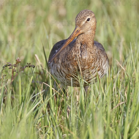 Blacktail (Limosa limosa) runs on the shore of a lake in a moor, snipe birds, wildlife, nature photography, oxmoor, Dümmer See, Hüde, Lower Saxony, Germany
