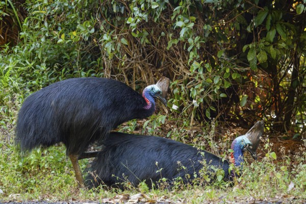 Mating behavior of helmet cassowaries in the Queensland rainforest Australia