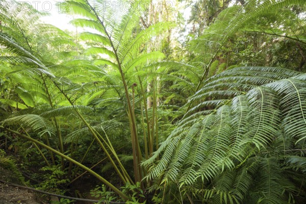 The impressive royal fern Angiopteris evecta in the tropical rainforest of Queensland Australia