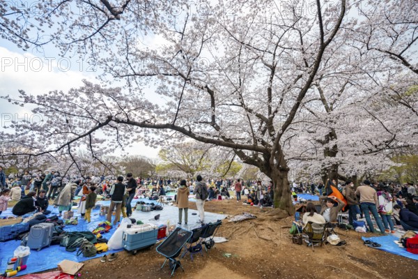 Japanese people picnicking under cherry blossoms in Yoyogi Park, Hanami Festival, Shibuya District, Tokyo, Japan