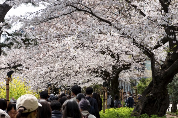 People walking under blooming cherry trees, Japanese cherry blossoms in spring, Hanami Festival, Chidorigafuchi Green Way, Tokyo, Japan