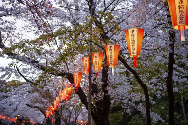 Blooming cherry trees and illuminated lanterns with Japanese writing in the evening, Hanami festival in spring, Ueno Park, Tokyo, Japan