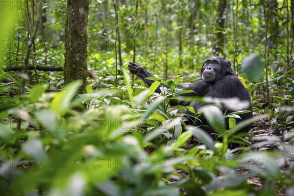Chimpanzee (Pan Troglodytes) among green leaves, adult male among leaves in the jungle, Kibale National Park, Uganda