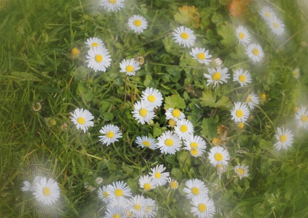 Daisy (Bellis perennis) seen from above in a meadow with alienation, North Rhine-Westphalia, Germany