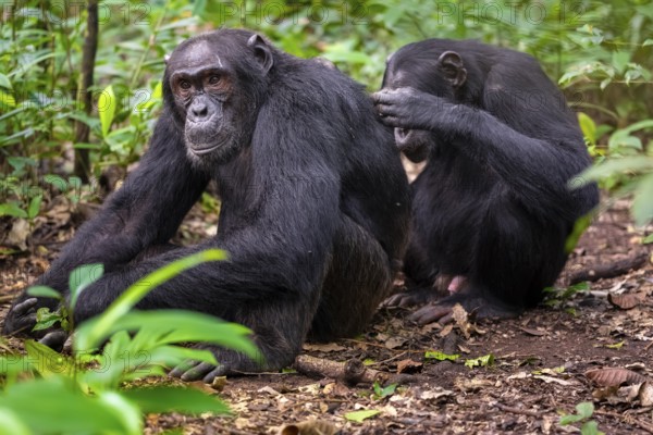 Two chimpanzees (Pan Troglodytes), adult male spawning, grooming in the jungle, Kibale National Park, Uganda
