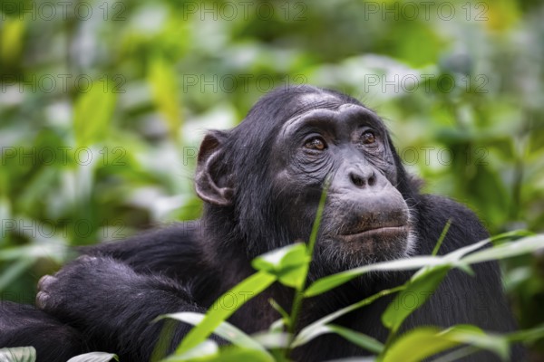 Animal portrait, chimpanzee (Pan Troglodytes) looking longingly, hopeful, adult male between leaves in the jungle, Kibale National Park, Uganda