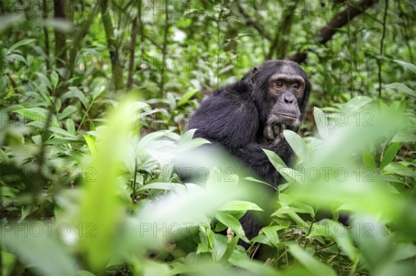 Chimpanzee (Pan Troglodytes), male on the ground, jungle in Kibale National Park, Uganda