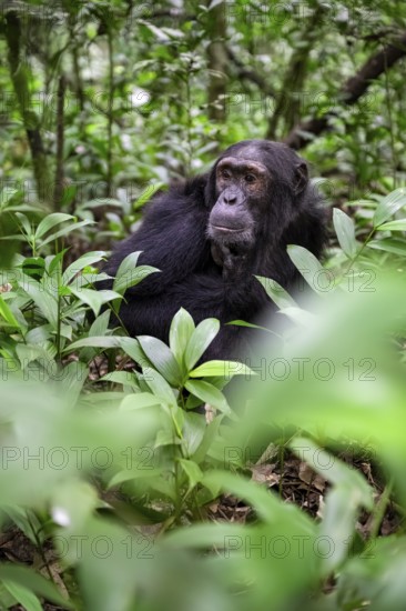 Chimpanzee (Pan Troglodytes), male on the ground, jungle in Kibale National Park, Uganda