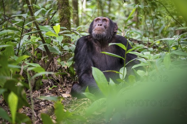 Chimpanzee (Pan Troglodytes), male looking thoughtfully, on the ground, mood, green jungle in Kibale National Park, Uganda