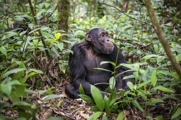 Chimpanzee (Pan Troglodytes), male on the ground, jungle in Kibale National Park, Uganda