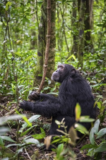 Chimpanzee (Pan Troglodytes), male on the ground, jungle in Kibale National Park, Uganda
