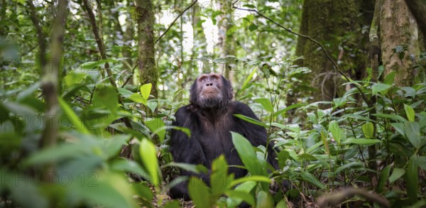 Chimpanzee (Pan Troglodytes), male looking up with hope, jungle in Kibale National Park, Uganda