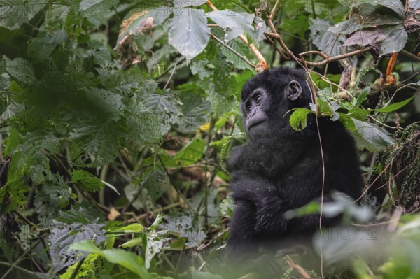 Mountain gorilla (Gorilla beringei beringei), juvenile, Bwindi Impenetrable Forest, Uganda