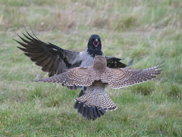 Dispute between a Common Kestrel (Falco tinnunculus) and a hooded crow (Corvus cornix), Berlin, Germany
