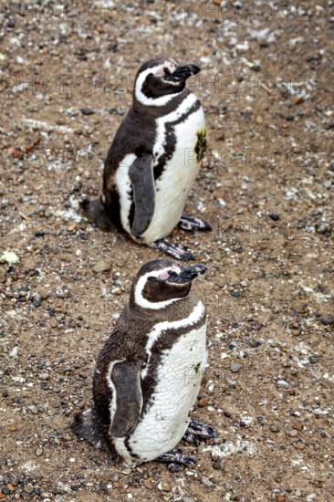 Two penguins stand side by side on a rocky ground, The Magellanic Penguin (Spheniscus magellanicus) from Punta Tombo in Argentina