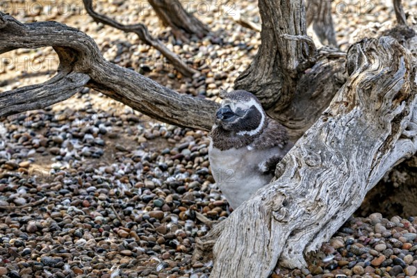 A penguin rests hidden between branches and a tree trunk, The Magellanic Penguin (Spheniscus magellanicus) from Punta Tombo in Argentina