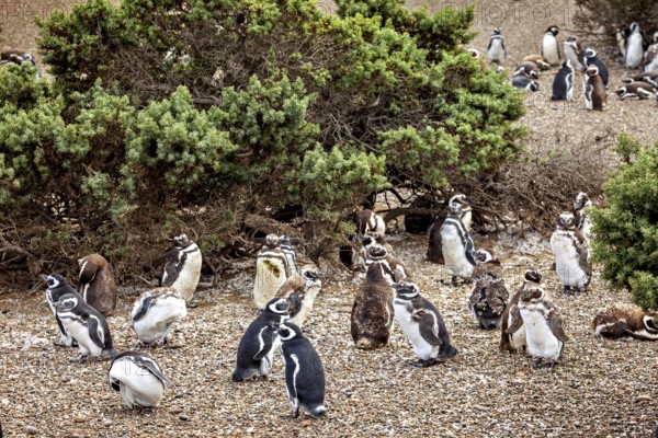 Large cluster of penguins surrounded by shrubs, The Magellanic Penguin (Spheniscus magellanicus) from Punta Tombo in Argentina
