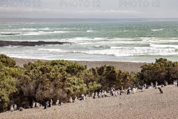 A group of penguins stand on the edge of a beach overlooking the sea, The Magellanic Penguin (Spheniscus magellanicus) from Punta Tombo in Argentina