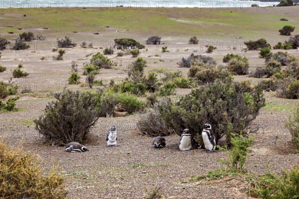 Several penguins are scattered in an open, vegetated landscape by the sea, The Magellanic Penguin (Spheniscus magellanicus) from Punta Tombo in Argentina