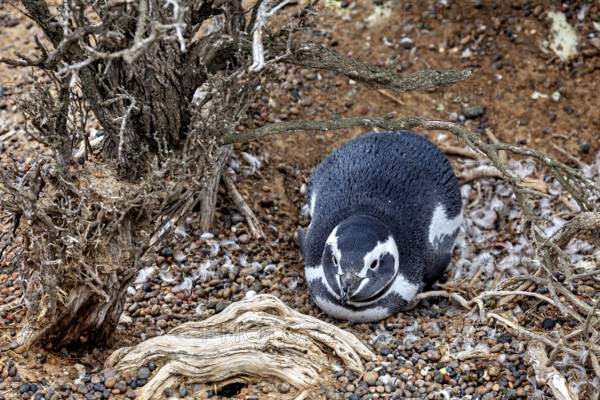 A penguin lies calmly under the roots of a bush, The Magellanic Penguin (Spheniscus magellanicus) from Punta Tombo in Argentina
