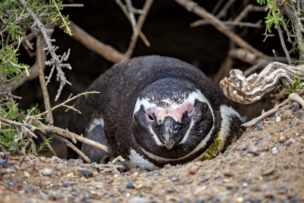 Penguin crouches sheltered in a hollow or burrow, The Magellanic penguin (Spheniscus magellanicus) from Punta Tombo in Argentina