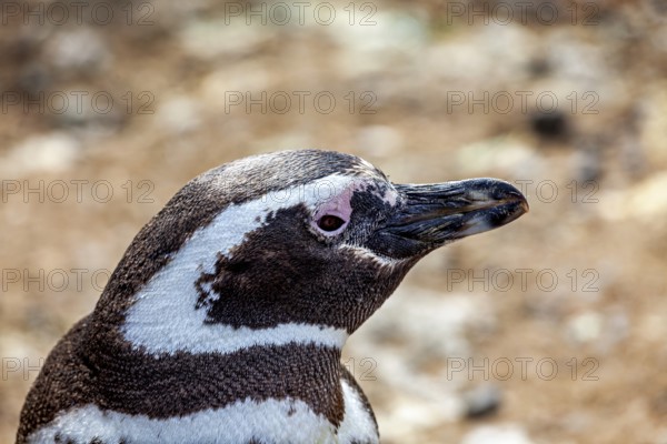 Close-up of a penguin head with detailed plumage, The Magellanic Penguin (Spheniscus magellanicus) from Punta Tombo in Argentina