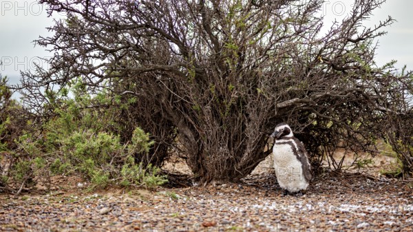 A penguin stands under a large shrub on gravelly ground, The Magellanic Penguin (Spheniscus magellanicus) from Punta Tombo in Argentina