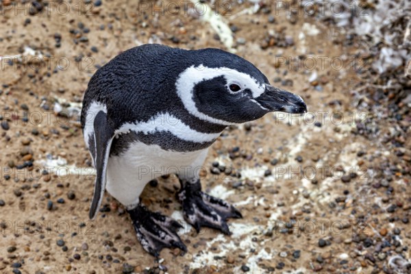 A penguin stands on pebbles and looks up, The Magellanic Penguin (Spheniscus magellanicus) from Punta Tombo in Argentina