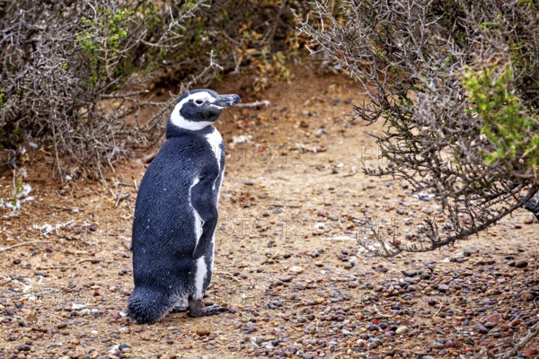 A single penguin stands next to bushes on sandy soil, The Magellanic Penguin (Spheniscus magellanicus) from Punta Tombo in Argentina