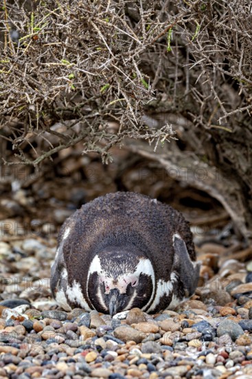 A penguin lies camouflaged under bushy undergrowth on pebbles, The Magellanic Penguin (Spheniscus magellanicus) from Punta Tombo in Argentina