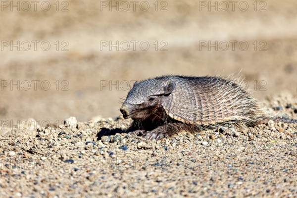 A solitary armadillo rests on sandy soil in a desert, The brown-bristled armadillo (Chaetophractus villosus) of the Valdes Peninsula in Argentina