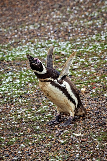 A penguin stands upright with wings wide open on pebbles, The Magellanic Penguin (Spheniscus magellanicus) from Punta Tombo in Argentina