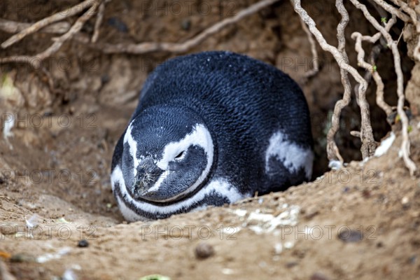 A penguin rests peacefully in an earthy cave surrounded by roots, The Magellanic Penguin (Spheniscus magellanicus) from Punta Tombo in Argentina