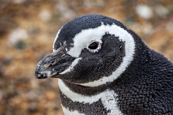 Close-up of a penguin portrait with clear details of the head, The Magellanic Penguin (Spheniscus magellanicus) from Punta Tombo in Argentina