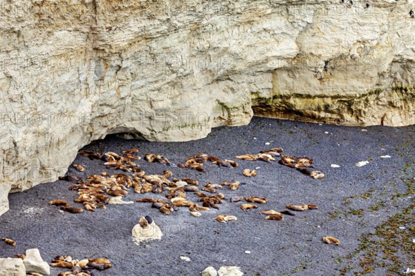 Group of seals rest on a pebble beach next to a steep rock face, The maned seals (Otaria flavescens) on the beach of Peninsula Valdes in Argentina