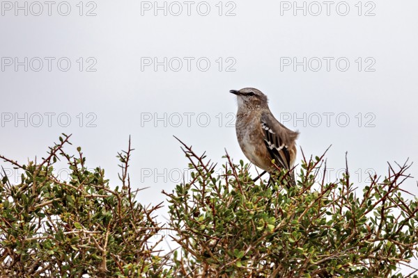 A bird sits on a bush against a grey sky and conveys peace, A Patagonian mockingbird (Mimus patagonicus)