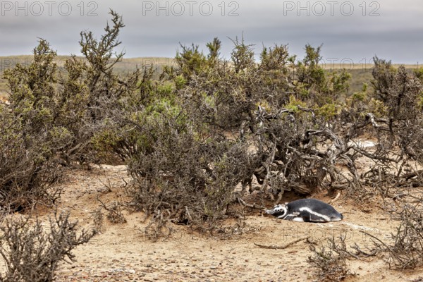 A penguin resting under shrubs in a vast, barren landscape, The Magellanic Penguin (Spheniscus magellanicus) from Punta Tombo in Argentina